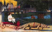 Load image into Gallery viewer, California Aligator Farm, Los Angeles, California, early postcard, unused

