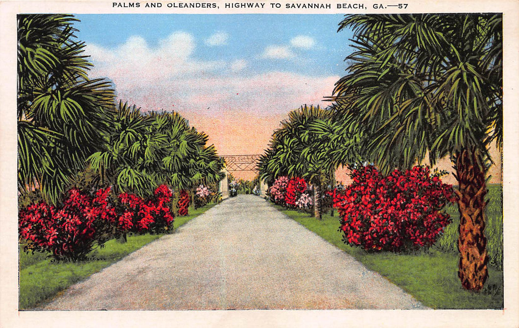 Palms and Oleanders, Highway to Savannah Beach, Georgia, early postcard, unused