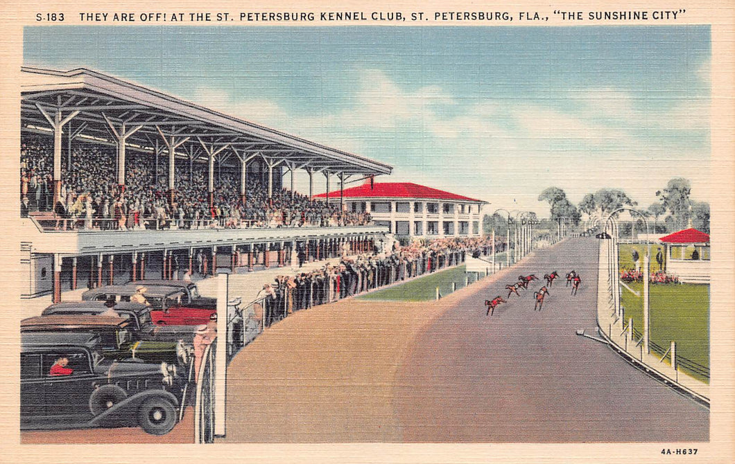 They are Off!  At the St. Petersburg Kennel Club, St. Petersburg, Florida, early linen postcard, used